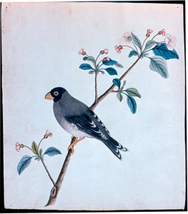 Clarissa deming perkins - birds on appleblossom branch -20.5.117